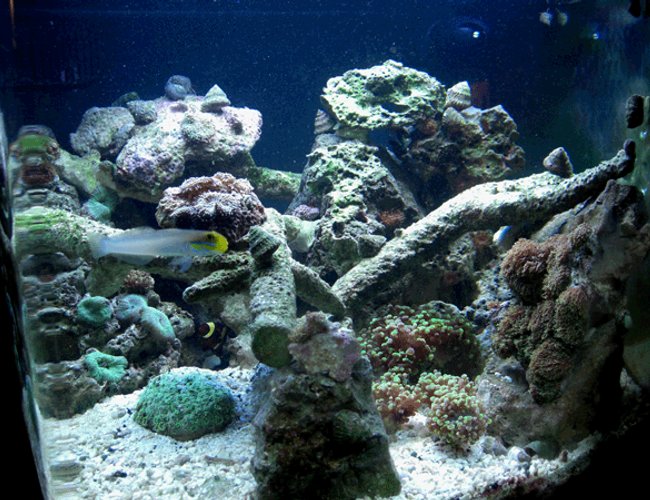 24 gallons reef tank (mostly live coral and fish) - 24 gallon nano cube 24 gallons reef tank (mostly live coral and fish) - 24 gallon nano cube