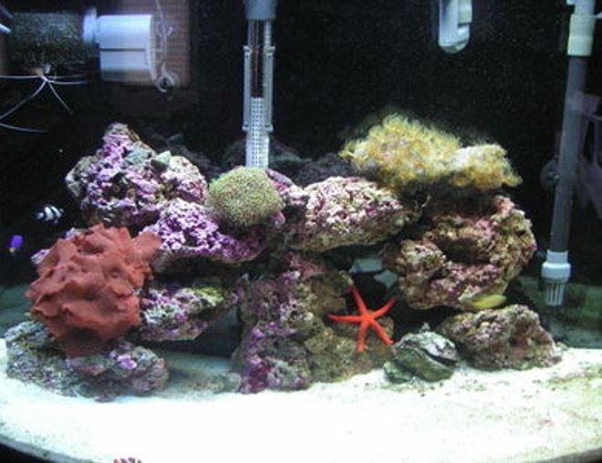 36 gallons reef tank (mostly live coral and fish) - This is the fist day I had my tank up and running. It's my first saltwater tank so I was a little nervous how it would turn out. 36 gallons reef tank (mostly live coral and fish) - This is the fist day I had my tank up and running. It's my first saltwater tank so I was a little nervous how it would turn out.