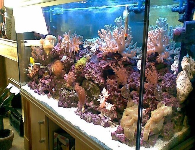 60 gallons reef tank (mostly live coral and fish) - reef 60 gallons reef tank (mostly live coral and fish) - reef