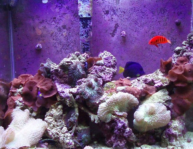reef tank (mostly live coral and fish) - 30 gallon Tall 24x12x24. PC lights two 65 watt bulbs with nite light all running of coral life timer.
purple tang, flame angel and yellow tail damsel.
mushroom coral. reef tank (mostly live coral and fish) - 30 gallon Tall 24x12x24. PC lights two 65 watt bulbs with nite light all running of coral life timer.
purple tang, flame angel and yellow tail damsel.
mushroom coral.