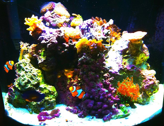 55 gallons reef tank (mostly live coral and fish) - 16 gallon bowfront nano reef with fish and led lighting 55 gallons reef tank (mostly live coral and fish) - 16 gallon bowfront nano reef with fish and led lighting