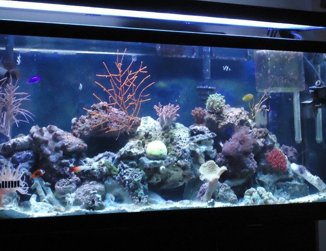 55 gallons reef tank (mostly live coral and fish) - here is a front pic of the front 55 gallons reef tank (mostly live coral and fish) - here is a front pic of the front