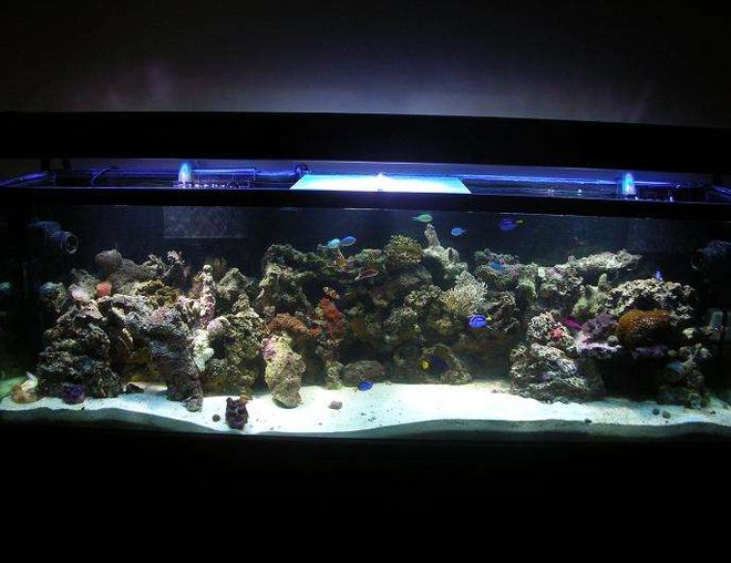 125 gallons reef tank (mostly live coral and fish) - 5 months 125 gallons reef tank (mostly live coral and fish) - 5 months