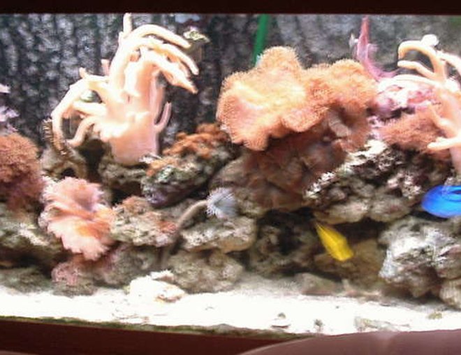 55 gallons reef tank (mostly live coral and fish) - Jewel 240 reef tank 55 gallons reef tank (mostly live coral and fish) - Jewel 240 reef tank