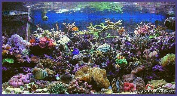 Rated #3: 540 Gallons Reef Tank - my new tank vol 2 Rated #3: 540 Gallons Reef Tank - my new tank vol 2