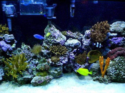 Rated #71: 90 Gallons Reef Tank - Still trying to get a good picture to show all the colors. Rated #71: 90 Gallons Reef Tank - Still trying to get a good picture to show all the colors.