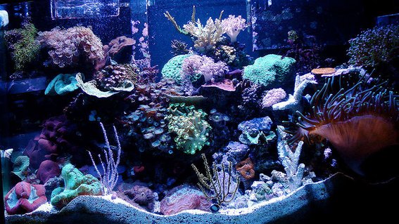 Rated #9: 46 Gallons Reef Tank - 46 Gallon Bow Rated #9: 46 Gallons Reef Tank - 46 Gallon Bow