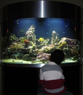 Rated #80: 144 Gallons Reef Tank - Mesmerised by it all... Rated #80: 144 Gallons Reef Tank - Mesmerised by it all...