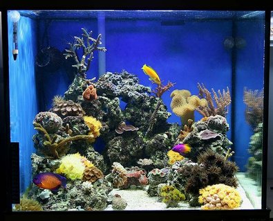 Rated #40: 35 Gallons Reef Tank - Tank as of Jan 2008 - AM Chromis with new mce600 skimmer and 250w halide Rated #40: 35 Gallons Reef Tank - Tank as of Jan 2008 - AM Chromis with new mce600 skimmer and 250w halide