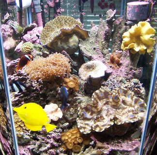 Rated #88: 60 Gallons Reef Tank - 60 gal hex Rated #88: 60 Gallons Reef Tank - 60 gal hex