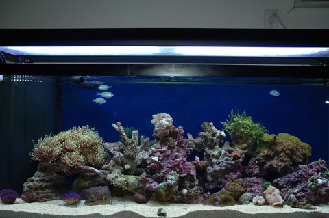Rated #96: 60 Gallons Reef Tank - 60 gal reef Rated #96: 60 Gallons Reef Tank - 60 gal reef