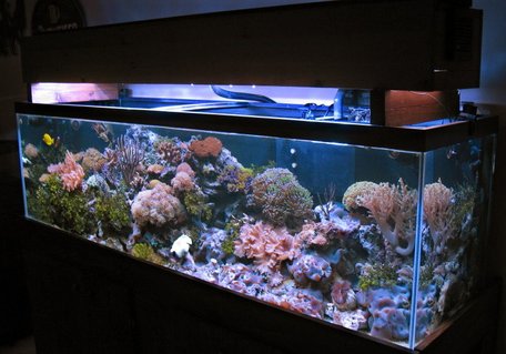 Rated #10: 125 Gallons Reef Tank - 125 gallons reef
2-175watts MH Reeflux 10K + 2-160watts VHO
Remora AquaC Pro Skimmer
3-Koralia PH's
1/4hp chiller Rated #10: 125 Gallons Reef Tank - 125 gallons reef
2-175watts MH Reeflux 10K + 2-160watts VHO
Remora AquaC Pro Skimmer
3-Koralia PH's
1/4hp chiller