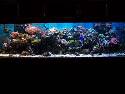 Rated #39: 240 Gallons Reef Tank - full tank shot Rated #39: 240 Gallons Reef Tank - full tank shot