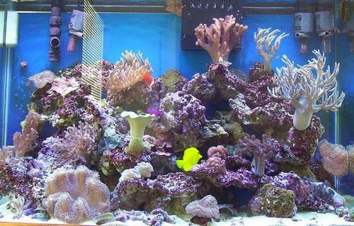 Rated #89: 65 Gallons Reef Tank Rated #89: 65 Gallons Reef Tank