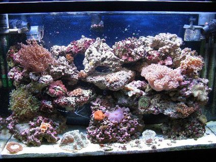 Rated #93: 45 Gallons Reef Tank - 45gl reef Rated #93: 45 Gallons Reef Tank - 45gl reef