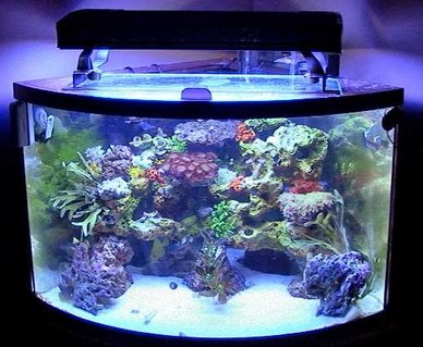 Rated #86: 36 Gallons Reef Tank - Full Tank Shot Rated #86: 36 Gallons Reef Tank - Full Tank Shot