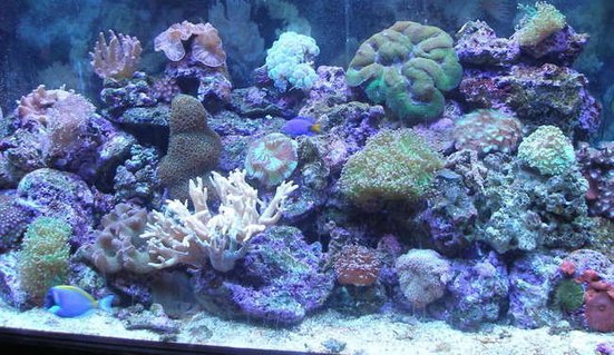 Rated #77: 95 Gallons Reef Tank - On a bad day Rated #77: 95 Gallons Reef Tank - On a bad day