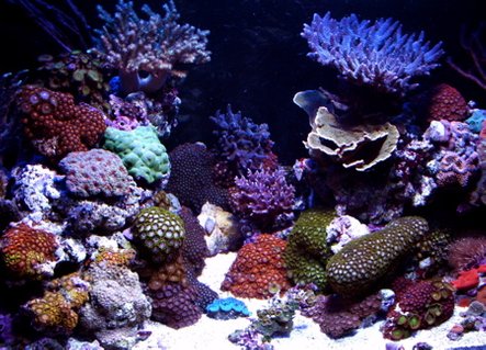 Rated #13: 120 Gallons Reef Tank - AIDYS REEF! Rated #13: 120 Gallons Reef Tank - AIDYS REEF!