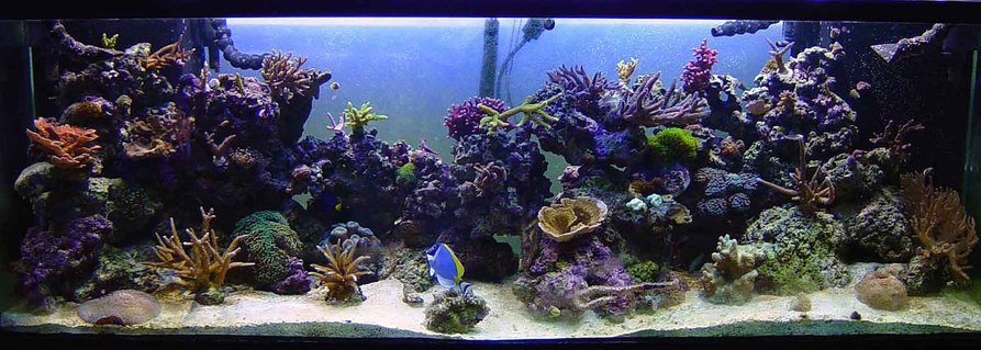 Rated #25: 180 Gallons Reef Tank - Full Shot of my Oceanic RR180 Rated #25: 180 Gallons Reef Tank - Full Shot of my Oceanic RR180