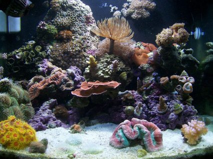 Rated #23: 24 Gallons Reef Tank - 24g Nano Rated #23: 24 Gallons Reef Tank - 24g Nano