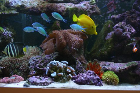 Rated #68: 130 Gallons Reef Tank - mix: my sailfin tang, yellow tang, chromis, 1 clown, my orange sponge, some GSP, lavander mush, purple mush, orange brain,... Rated #68: 130 Gallons Reef Tank - mix: my sailfin tang, yellow tang, chromis, 1 clown, my orange sponge, some GSP, lavander mush, purple mush, orange brain,...