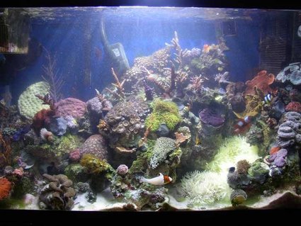 Rated #99: 29 Gallons Reef Tank - 29 gallon mixed reef tank. tank is 3mths old Rated #99: 29 Gallons Reef Tank - 29 gallon mixed reef tank. tank is 3mths old