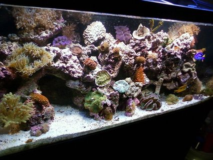 Rated #21: 75 Gallons Reef Tank - main pic Rated #21: 75 Gallons Reef Tank - main pic