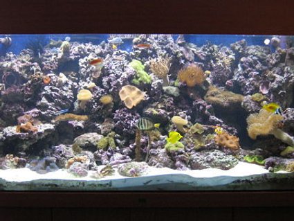 Rated #61: 330 Gallons Reef Tank - uʍop-ǝpısdn ǝʇıɹʍ uɐɔ ı 'ǝɯosǝʍɐ ɯ,ı
FOR SALE!
ALL WOOD AND GLASS ONLY!
SERIOUS OFFERS CONSIDERED.
SOLD Rated #61: 330 Gallons Reef Tank - uʍop-ǝpısdn ǝʇıɹʍ uɐɔ ı 'ǝɯosǝʍɐ ɯ,ı
FOR SALE!
ALL WOOD AND GLASS ONLY!
SERIOUS OFFERS CONSIDERED.
SOLD