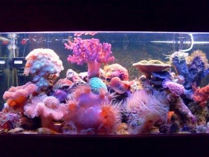 Rated #56: 75 Gallons Reef Tank - 280ltr Reef Tank Rated #56: 75 Gallons Reef Tank - 280ltr Reef Tank