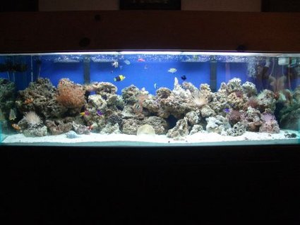 Rated #95: 100 Gallons Reef Tank - 100g reef, 120 pound live rock, 100 pound live sand, 2 75g filters, octopus skimmer, 2 20k 48 Rated #95: 100 Gallons Reef Tank - 100g reef, 120 pound live rock, 100 pound live sand, 2 75g filters, octopus skimmer, 2 20k 48" floescent, lots of fish!!!