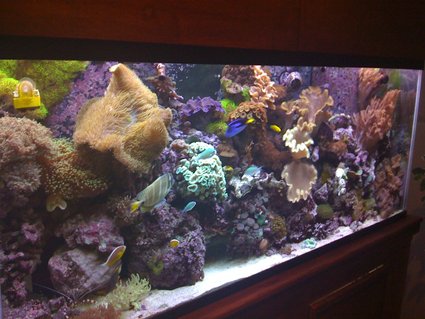 Rated #31: 150 Gallons Reef Tank - Updated picture of my reef tank Rated #31: 150 Gallons Reef Tank - Updated picture of my reef tank