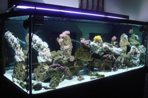 Rated #90: 300 Gallons Reef Tank - 300 Gallon Saltwater Aqurarium. Mainly a fish only tank with some corals. Rated #90: 300 Gallons Reef Tank - 300 Gallon Saltwater Aqurarium. Mainly a fish only tank with some corals.