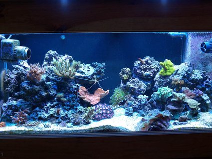 Rated #24: 75 Gallons Reef Tank - 75g taken 1/1/2009 Rated #24: 75 Gallons Reef Tank - 75g taken 1/1/2009