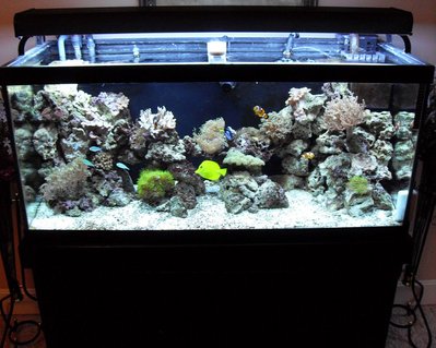 Rated #76: 75 Gallons Reef Tank - another picture of my newly redesigned aquascape. someone told me my rockwork doesn't look natural, so I rearranged it. please rate. Rated #76: 75 Gallons Reef Tank - another picture of my newly redesigned aquascape. someone told me my rockwork doesn't look natural, so I rearranged it. please rate.