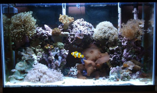 Rated #71: 29 Gallons Reef Tank - 29 gallon reef tank, one year established Rated #71: 29 Gallons Reef Tank - 29 gallon reef tank, one year established
