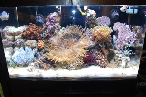 Rated #48: 55 Gallons Reef Tank - Tank Rated #48: 55 Gallons Reef Tank - Tank