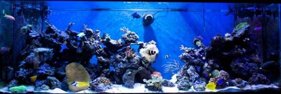 Rated #77: 265 Gallons Reef Tank - 265g mixed reef Rated #77: 265 Gallons Reef Tank - 265g mixed reef