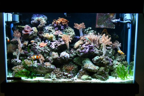 Rated #81: 45 Gallons Reef Tank - 1 year old 45 gallon tank. Rated #81: 45 Gallons Reef Tank - 1 year old 45 gallon tank.