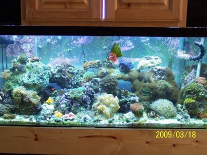 Rated #84: 75 Gallons Reef Tank - My 75 gal Reef Rated #84: 75 Gallons Reef Tank - My 75 gal Reef