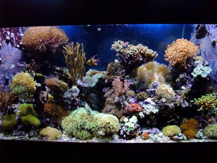 Rated #3: 130 Gallons Reef Tank - 130 Gal Mixed Reef,close to 4 years old. Rated #3: 130 Gallons Reef Tank - 130 Gal Mixed Reef,close to 4 years old.