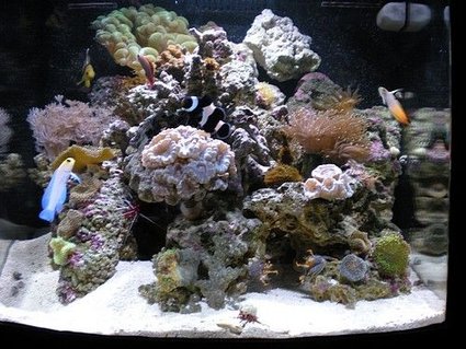 Rated #74: 28 Gallons Reef Tank - Ocean Tranquility Rated #74: 28 Gallons Reef Tank - Ocean Tranquility