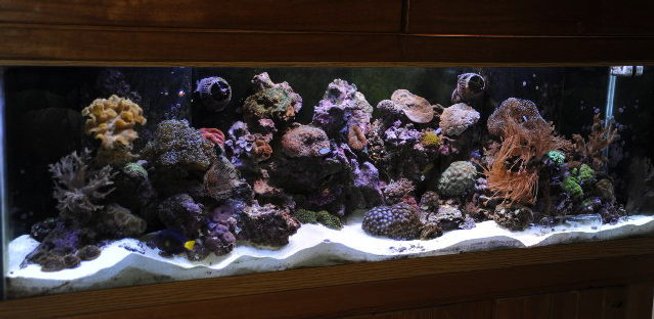 Rated #42: 125 Gallons Reef Tank - 125g Rated #42: 125 Gallons Reef Tank - 125g