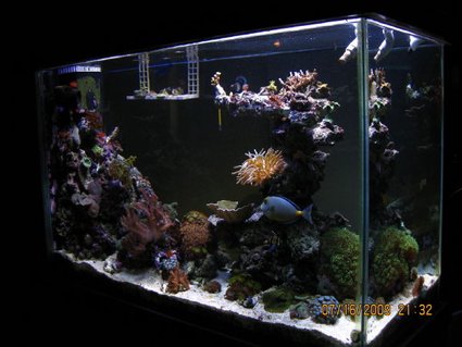 Rated #91: 90 Gallons Reef Tank - Side view Rated #91: 90 Gallons Reef Tank - Side view