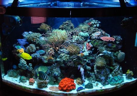 Rated #26: 54 Gallons Reef Tank - 54 gal bowfront glass aquarium w/built in overflow Rated #26: 54 Gallons Reef Tank - 54 gal bowfront glass aquarium w/built in overflow