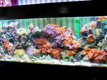 Rated #84: 150 Gallons Reef Tank - my 150 gallon reef tank Rated #84: 150 Gallons Reef Tank - my 150 gallon reef tank