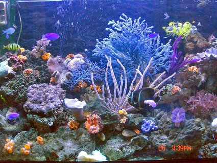 Rated #21: 80 Gallons Reef Tank - Aqura digit lighting with 150amp and 10K, Korea cooling system, Tunez flow, UV light, Rated #21: 80 Gallons Reef Tank - Aqura digit lighting with 150amp and 10K, Korea cooling system, Tunez flow, UV light,