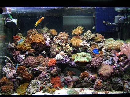 Rated #16: 65 Gallons Reef Tank - Reef Tank As Of Dec 26/06 Rated #16: 65 Gallons Reef Tank - Reef Tank As Of Dec 26/06