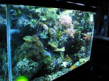 Rated #45: 65 Gallons Reef Tank - ckoral reef Rated #45: 65 Gallons Reef Tank - ckoral reef