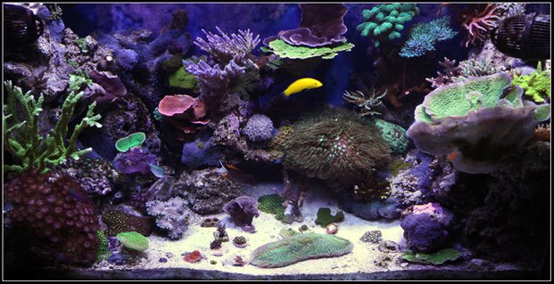 Rated #2: 65 Gallons Reef Tank - 1 1/2 year old reef tank.... Primarily SPS..... Rated #2: 65 Gallons Reef Tank - 1 1/2 year old reef tank.... Primarily SPS.....