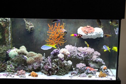 Rated #98: 90 Gallons Reef Tank - lps and sps hard corals and soft coral. 90gallon reef running 1 year. Still in the process of adding corals. Please let me know of any ways I can make it look better. Rated #98: 90 Gallons Reef Tank - lps and sps hard corals and soft coral. 90gallon reef running 1 year. Still in the process of adding corals. Please let me know of any ways I can make it look better.